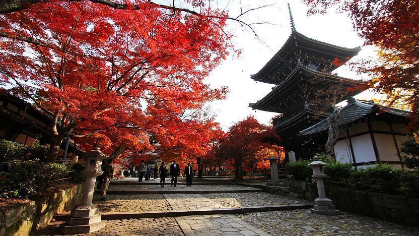 Tempat Melihat Bunga Sakura Rahasia di Kyoto